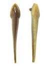 Mud Minnows 4�, 10-pack, Chandeleur Isle