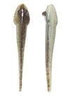 Mud Minnows 4�, 10-pack, Smoke Pearl Shad
