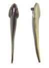 Mud Minnows 4�, 10-pack, Morning Glory/Glow