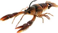 Clackin Crayfish