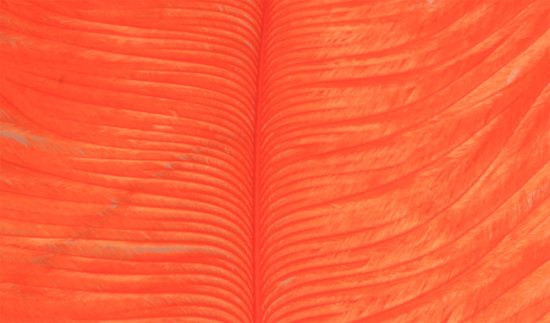 Struts plym - Orange