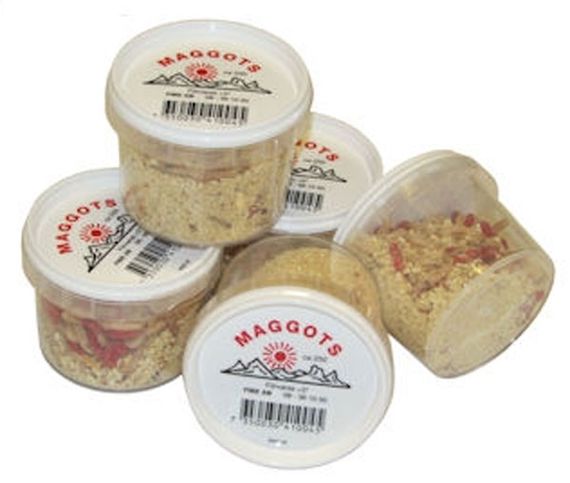 Maggot röd/vit ca 250st i gruppen Övrigt / Levande Mask hos Sportfiskeprylar.se (017)