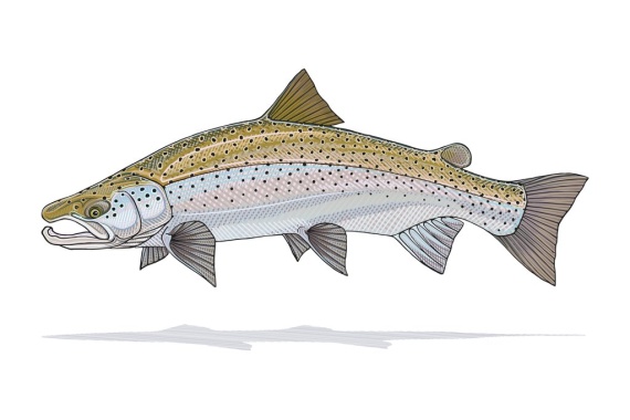 Atlantic Salmon Prints - Casey Underwood i gruppen Övrigt / Presenter & Presenttips hos Sportfiskeprylar.se (CPU_SalmonSmallr)