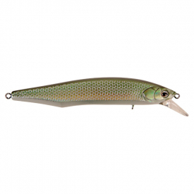 Gizzard Shad