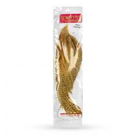 Barred Medium Ginger