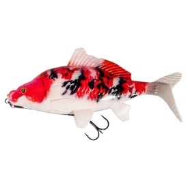 Koi Carp