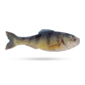 Live Yellow Perch