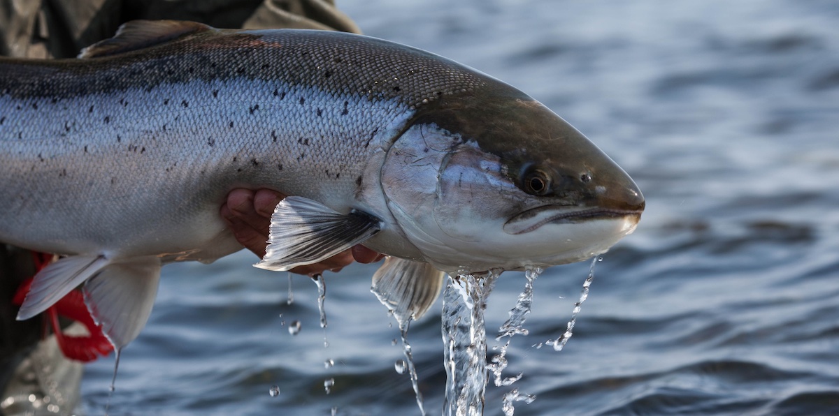 fiska öring på gotland