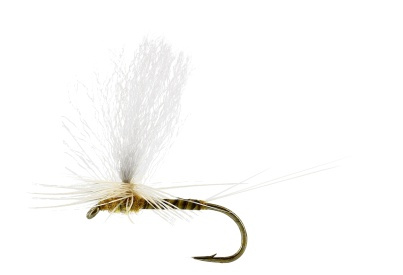 Sulphurea Dun Quill Yellow TMC100 #12