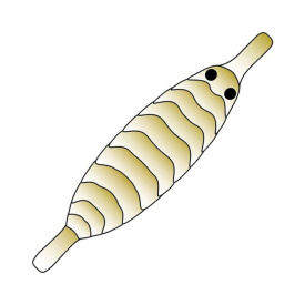 Pro Gammarus Shell Back M - Olive