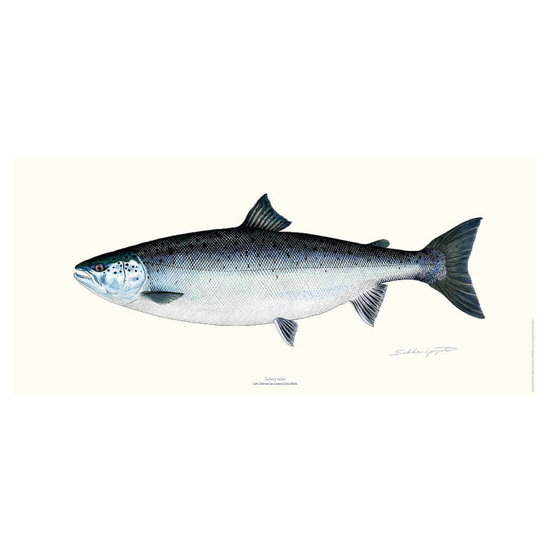 Poster Salmon 23x50cm